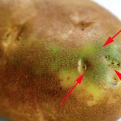 Lưu ý những thực phẩm quen thuộc nếu dùng sai cách có thể gây chết người